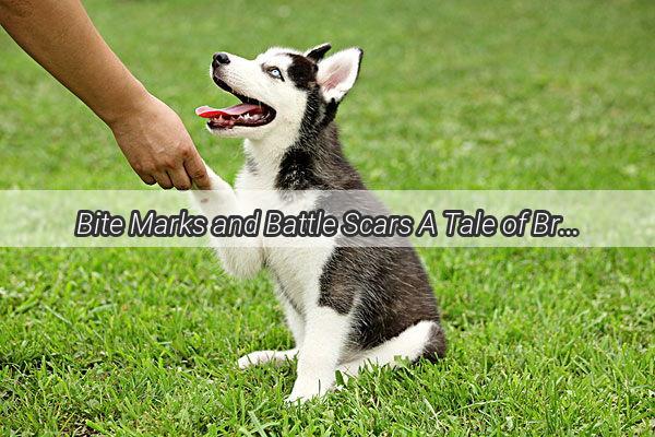 Bite Marks and Battle Scars A Tale of Bravery and Resilience on Four Paws